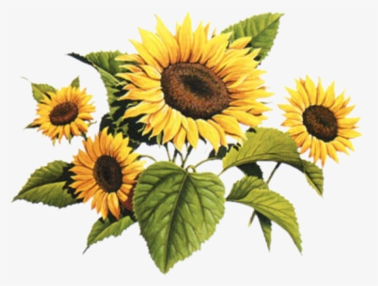 Download #sunflowers #roses #drawing #sketch #simple #vintage ...