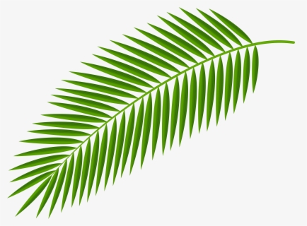 Branch Transparent Clip Art - Palm Tree Leaves Png , Free Transparent ...