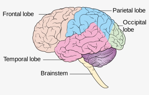 Blank Brain Diagram - Lobes Of The Brain No Labels , Free Transparent ...