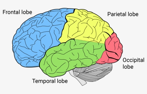 Brain Clipart Cerebrum Png - 4 Lobes Of The Brain , Free Transparent ...