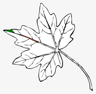 Free Maple Leaf Black And White Clip Art With No Background Clipartkey
