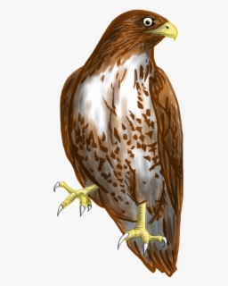 Hawk Clipart Nighthawk - Nighthawk Clipart , Free Transparent Clipart ...