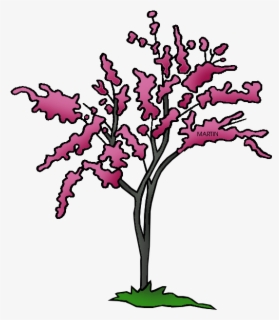 Illinois State Tree - Phillip Martin Clipart Tree , Free Transparent ...
