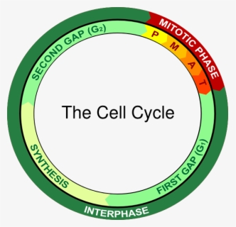 Early Prophase Diagram Mitosis , Free Transparent Clipart - ClipartKey