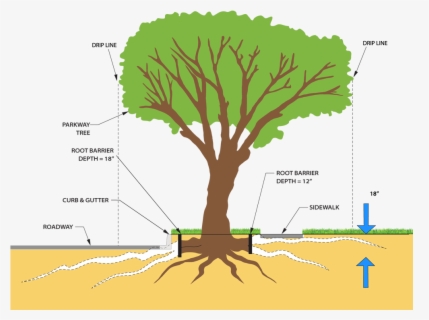 Transparent Roots Png - Tree Root Pruning , Free Transparent Clipart ...