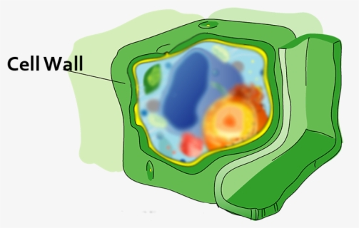 Cell Wall, 760x500, 202,34kb - Vacuole In A Plant Cell , Free ...