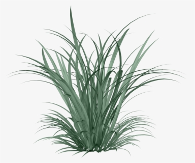 Celinoasdesigns El Png Architecture - Citronella Grass Transparent ...