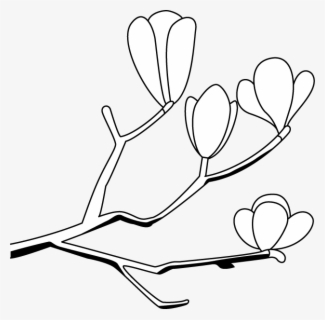 Magnolia Clip Art こぶし の 花 イラスト 無料 Free Transparent Clipart Clipartkey