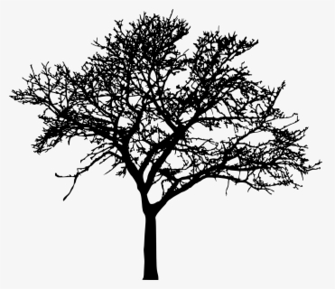 Free Tree Silhouette Clip Art With No Background Clipartkey