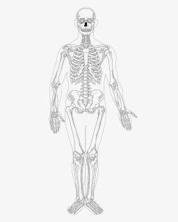 skeleton full body drawing