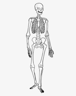 Clipart Black And White Stock Bones Vector Human Bone - Skeleton Trace ...