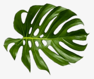 Cheese Plant Leaf Tropics Leaves Tropical Palm Clipart - Tropical Leaf ...