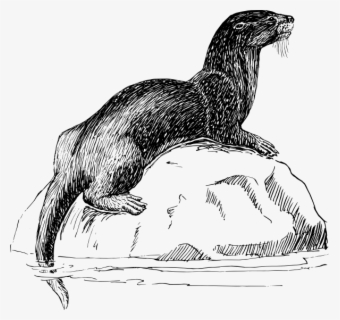 free otter black and white clip art with no background clipartkey free otter black and white clip art