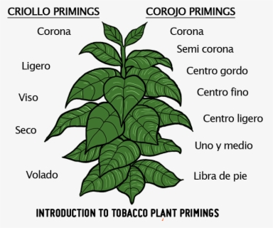 Transparent Tobacco Plant Clipart - Oak Tree Poem Printable , Free Transparent Clipart - ClipartKey
