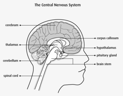 Brain, Cerebrum, Brainstem, Cerebellum - Line Art , Free Transparent ...