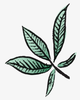 Free Pot Leaf Clip Art with No Background - ClipartKey