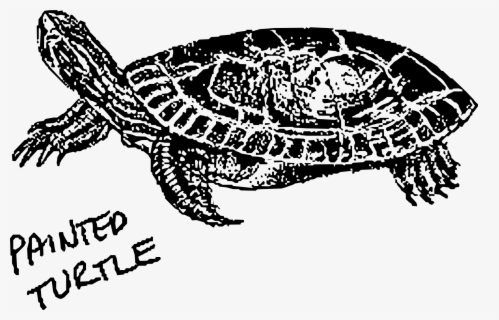 Painted Turtle Clip Arts - Turtle , Free Transparent Clipart - ClipartKey