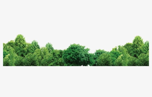 Tree Forest Trees Free Hd Image - Ps Trees Forest Png , Free ...