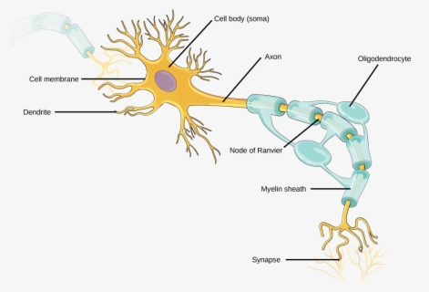 Neuron Cartoon - Neurotransmitter Filled Vesicles Neurons , Free 