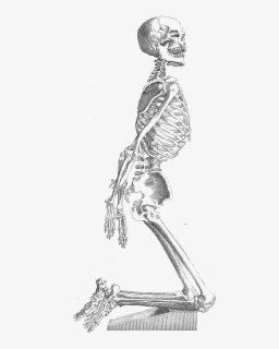 full body skeleton drawing