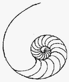 Drawing Shell Easy - Simple Line Art Designs , Free Transparent Clipart ...