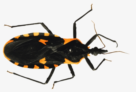 Transparent Parasite Png - Kissing Bug , Free Transparent Clipart ...