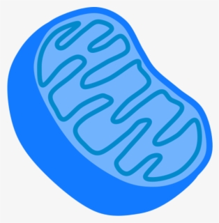 Free Mitochondria Clip Art with No Background - ClipartKey