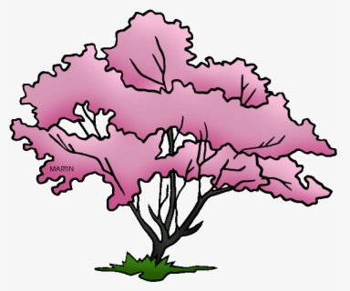 Illinois State Tree - Phillip Martin Clipart Tree , Free Transparent ...