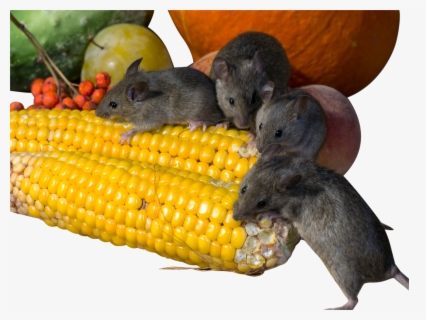 Download Rats Eating Corn Png Image - Rats Png - ClipartKey