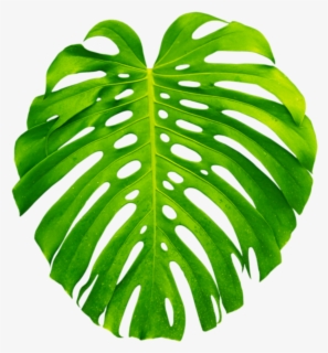 #palm #palms #leaf #leaves #green #tropics #summer - Пнг Тропики , Free ...