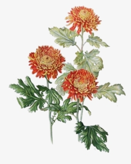 Clip Art Chrysanthemums Drawings - Watercolor Chrysanthemum Png , Free ...