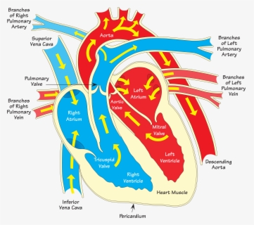 Heart Diagram - Longitudinal Section Of Heart , Free Transparent ...