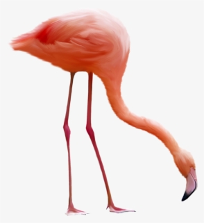 Free Flamingo Clip Art with No Background - ClipartKey