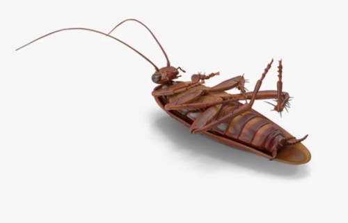 Cockroach Png No Background - Cockroach Translucent Backgroubd , Free ...