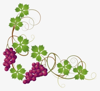 Grape Vine Clipart At Getdrawings - Grapes On Vine Clipart , Free ...