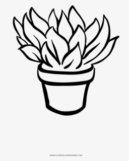 Collection Of Free Succulents Drawing Color Download - Succulent Clip ...