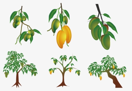 mango tree png mango tree png hd free transparent clipart clipartkey mango tree png mango tree png hd