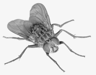 Flies Clipart Small Bug - Fly Transparent Background , Free Transparent ...