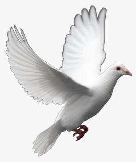 Transparent Christian Dove Clipart - Pigeon Png , Free Transparent ...