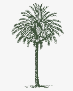 Date Palm - Arabian Palm Tree , Free Transparent Clipart - ClipartKey