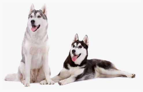 free husky clip art with no background clipartkey free husky clip art with no background