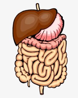 Cartoon Mouth Digestive System , Free Transparent Clipart - ClipartKey