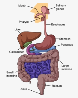 Cartoon Mouth Digestive System , Free Transparent Clipart - ClipartKey