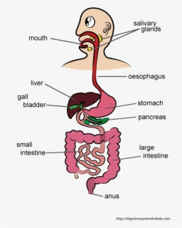 Clipart Mouth Digestive System Mouth - Human Digestive System Cartoon ...