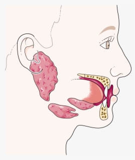 Cartoon Mouth Digestive System , Free Transparent Clipart - ClipartKey