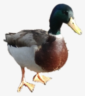 Free Mallard Duck Clip Art with No Background - ClipartKey