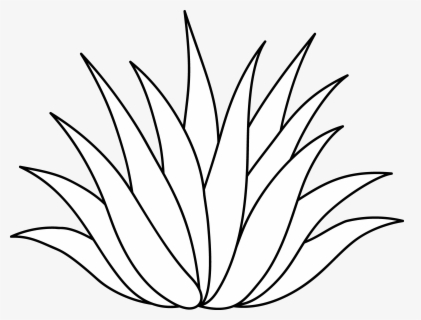 Plant Science Clipart - Agave Plant Clip Art , Free Transparent Clipart ...