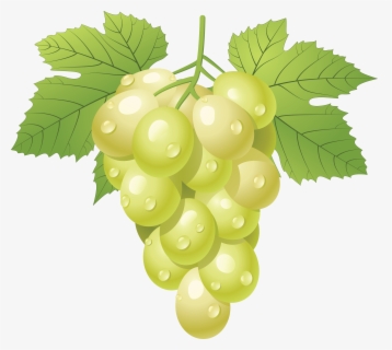 Transparent Grapes Vector Png - Grapes Clipart Black And White Png ...