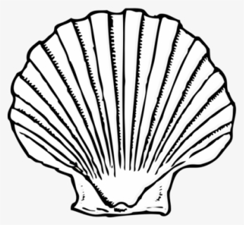 Free Seashells Clip Art with No Background - ClipartKey