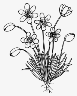 #aesthetic #plants #flower #vase #drawing Not Mine , Free Transparent ...